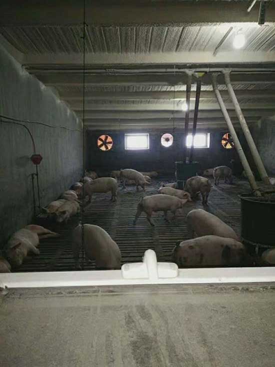 牧原养猪场保温板连接处怎么处理喷涂聚氨酯行不行(图1) 牧原养猪场保温板连接处喷涂聚氨酯保温